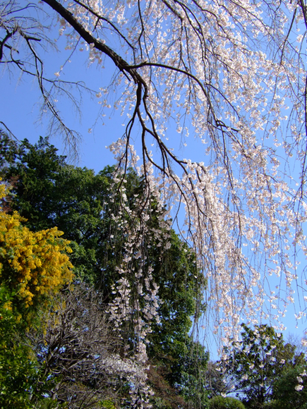 a0105480_1125264.jpg