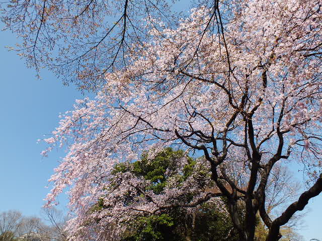 e0145782_1815878.jpg