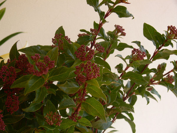 e0140986_15554525.jpg