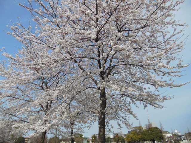 b0120492_1345297.jpg