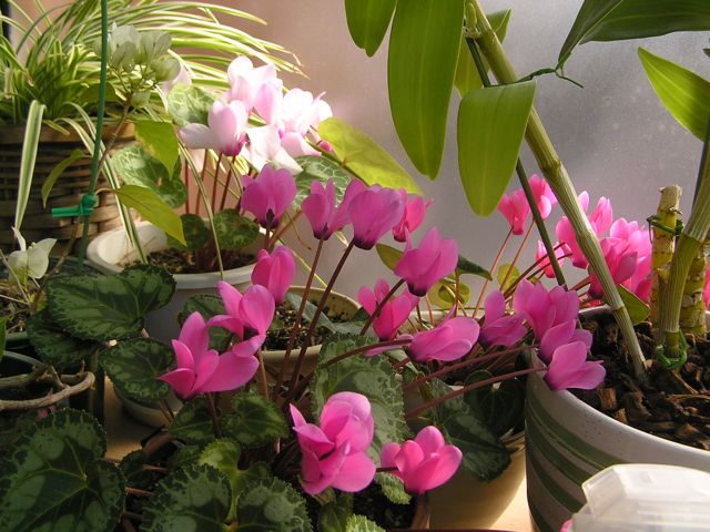 f0130894_211591.jpg