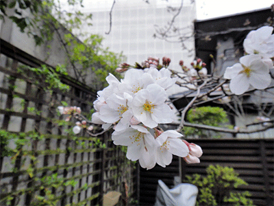 b0108100_8463215.gif