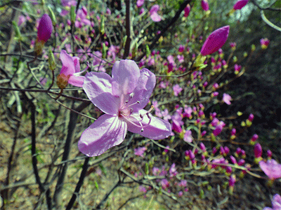 b0108100_8521381.gif
