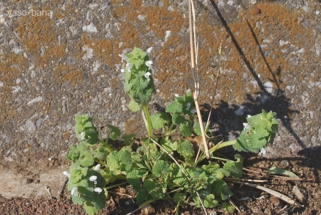 e0025300_17465365.jpg