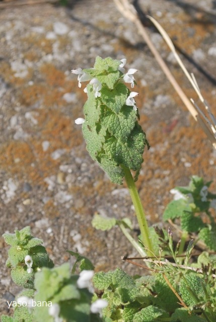 e0025300_17484056.jpg