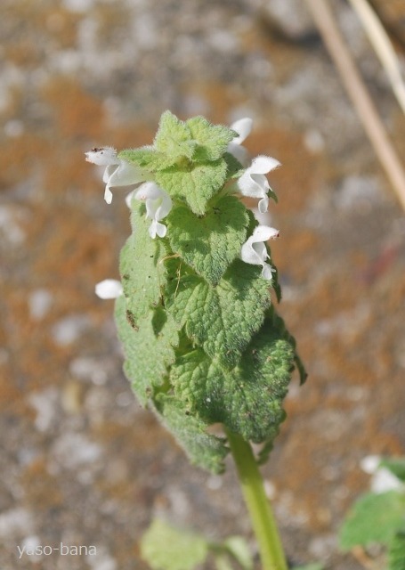 e0025300_17505480.jpg
