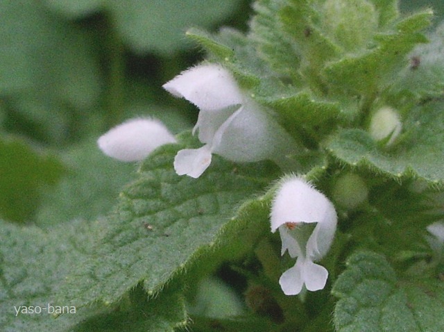 e0025300_17531870.jpg