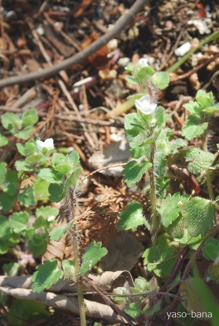 e0025300_17562181.jpg