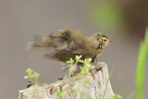 d0293130_15305245.gif