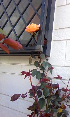 c0090534_10262374.jpg