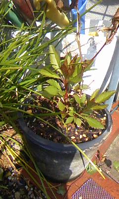 c0090534_10262396.jpg