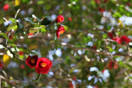 c0239235_9331325.jpg