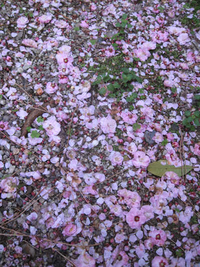 b0081843_20383320.jpg