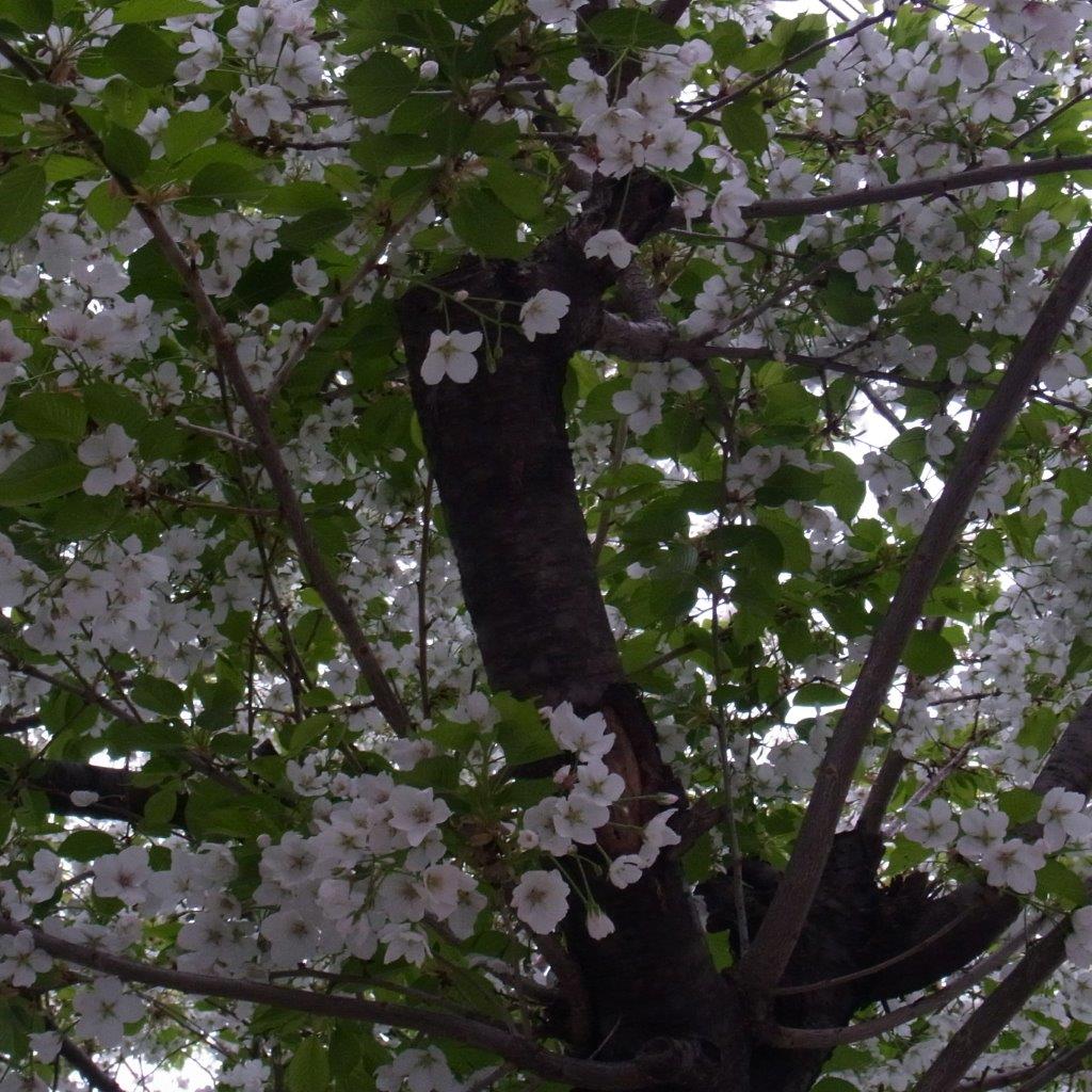 a0123465_2340741.jpg