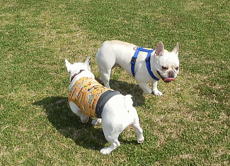 d0152869_22115640.gif