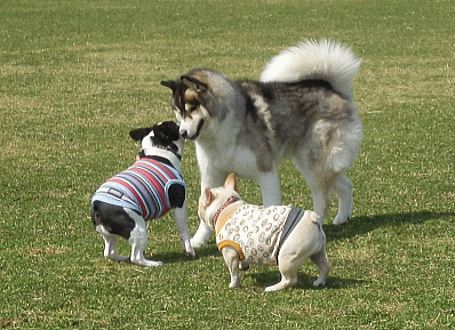 d0152869_2265080.gif