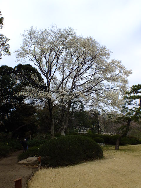 e0145782_7134739.jpg