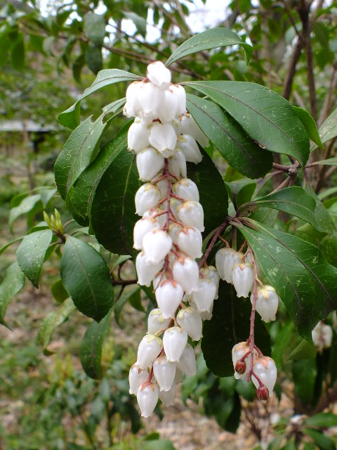 e0145782_7151177.jpg