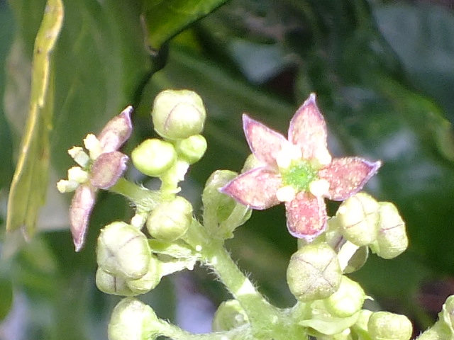 e0145782_7171829.jpg