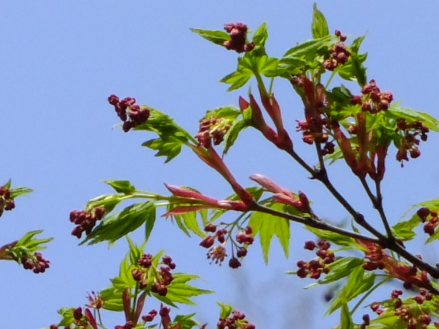 e0145782_7182479.jpg