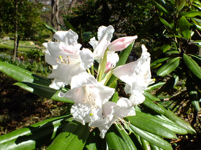 e0145782_7203774.jpg
