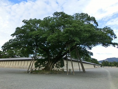 c0187004_924674.jpg
