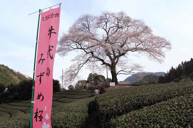 a0188405_1063460.jpg