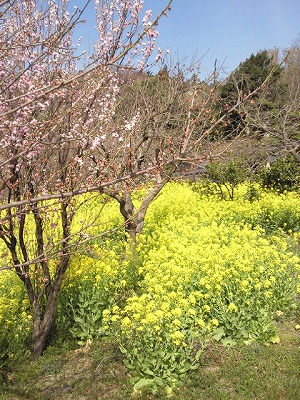 c0141011_1613084.jpg