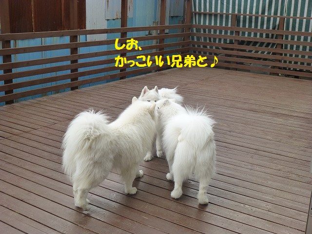 e0196135_229041.jpg