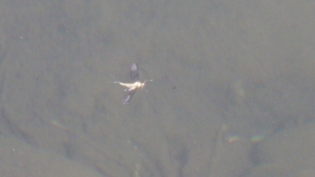 c0211357_17485261.jpg