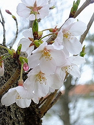 c0097558_13222839.jpg