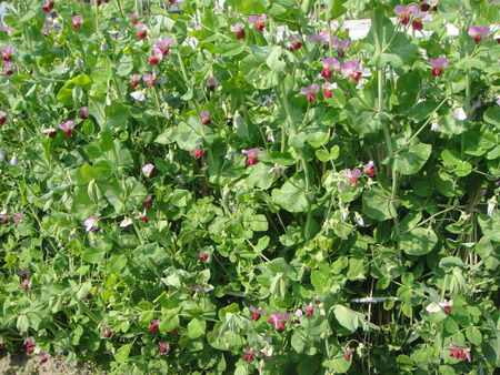 c0108460_17462550.jpg