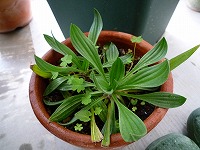 b0238886_1824966.jpg