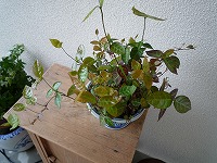b0238886_1843125.jpg