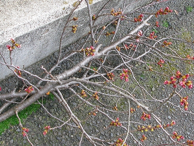 f0181394_20461913.jpg