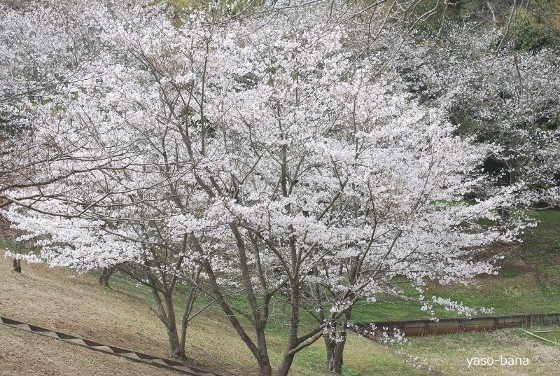 e0025300_2031556.jpg