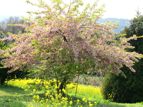 c0036203_2221353.jpg