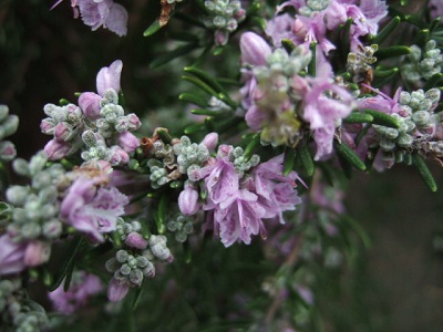 e0225164_12251326.jpg