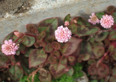 e0225164_12254940.jpg