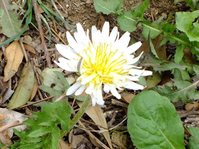 e0145782_6483049.jpg