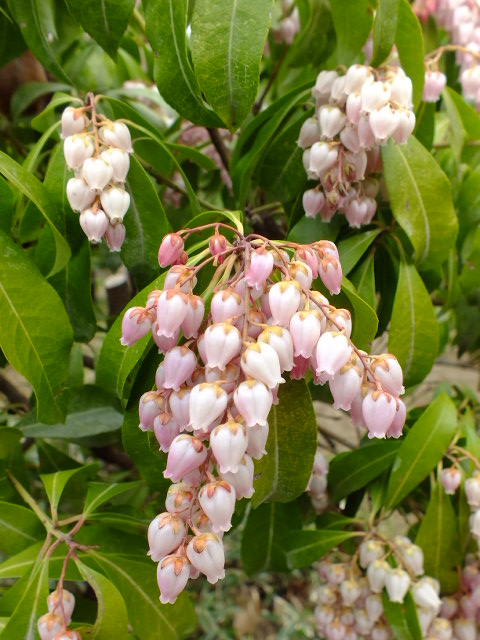 e0145782_6501159.jpg