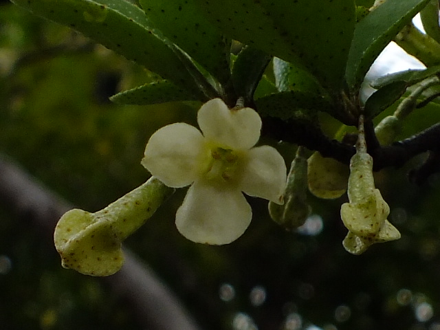 e0145782_652214.jpg