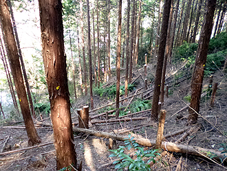 e0066586_6573771.jpg