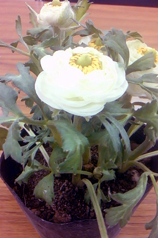 f0008597_8534730.jpg