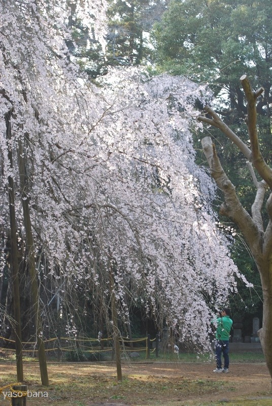 e0025300_20513411.jpg