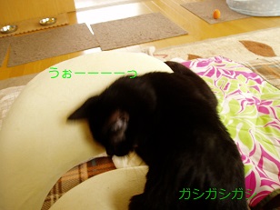 b0200310_11521639.jpg