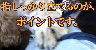 にほんブログ村 犬ブログ アメリカンコッカースパニエルへ