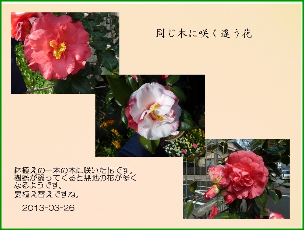 e0033229_2212795.jpg
