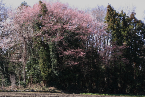 d0247340_2040431.jpg