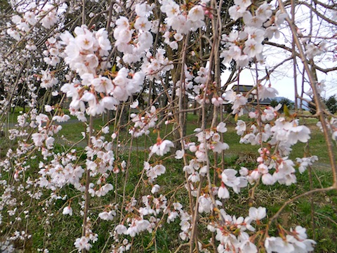 f0213347_2011579.jpg
